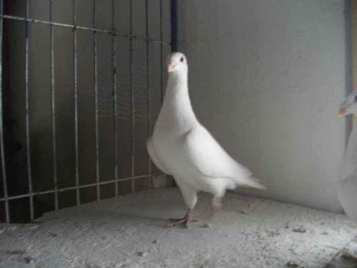 IMGP4470 - porumbei soim albi