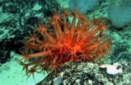 coral rosu - viata in oceane