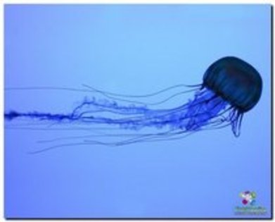 meduza - viata in oceane
