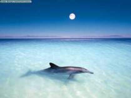 delfin - viata in oceane