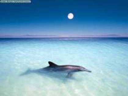 delfin