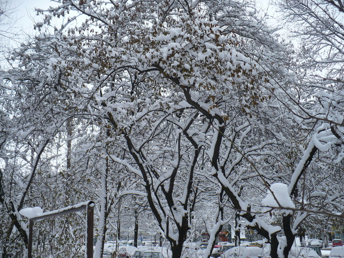 P1320230 - Y -Iarna in Bucuresti 2010 dec 28