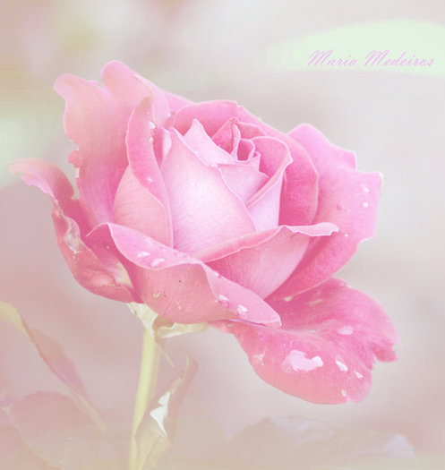 __Rose___by_CozyComfyCouch - Roses