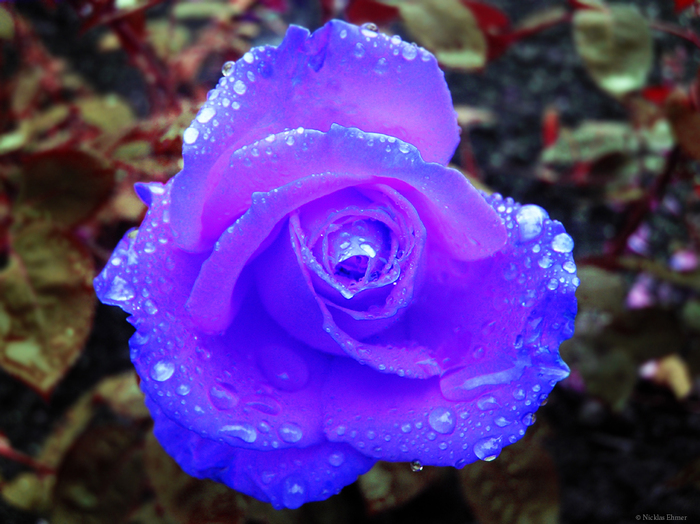 _Blue_Rose_by_Ehmer - Roses