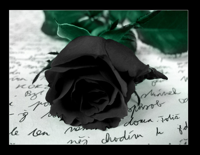 Black_Rose_by_Ketmara - Roses