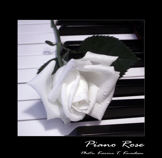 Piano_rose_by_Titanica - Roses
