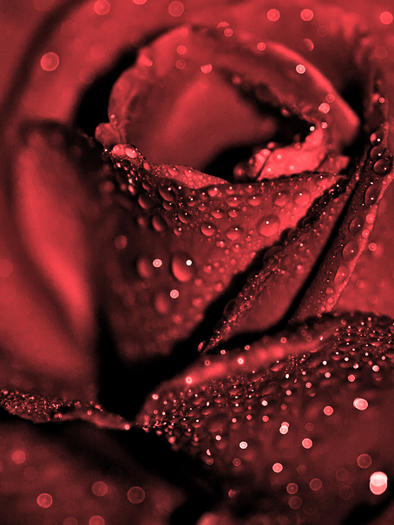 red_rose_by_CrisisCorps - Roses