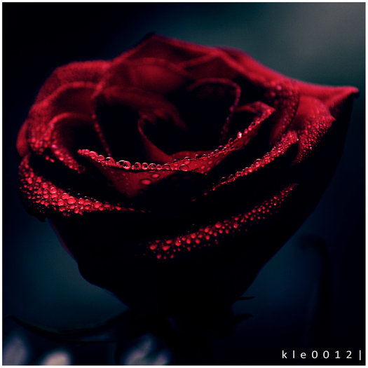Rose__by_kle0012