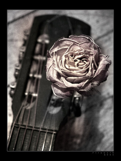 Rose_by_firework - Roses
