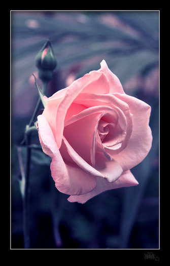 rose_by_klefer - Roses
