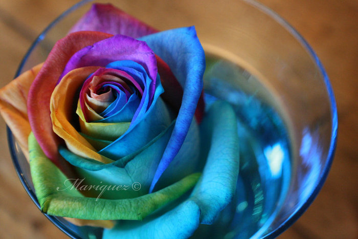 Rose_by_Mariquez - Roses