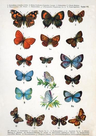 European-butterfly - Poze fluturi