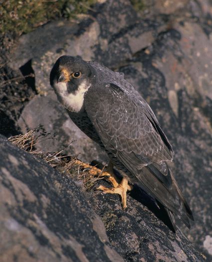 Falco_peregrinus_nest_USFWS_free - 6dusmani porumbeilor