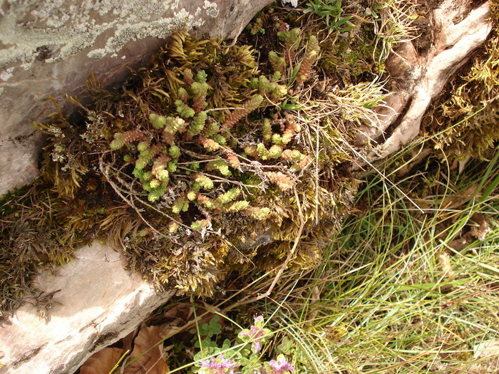 DSC09256 - Sempervivum