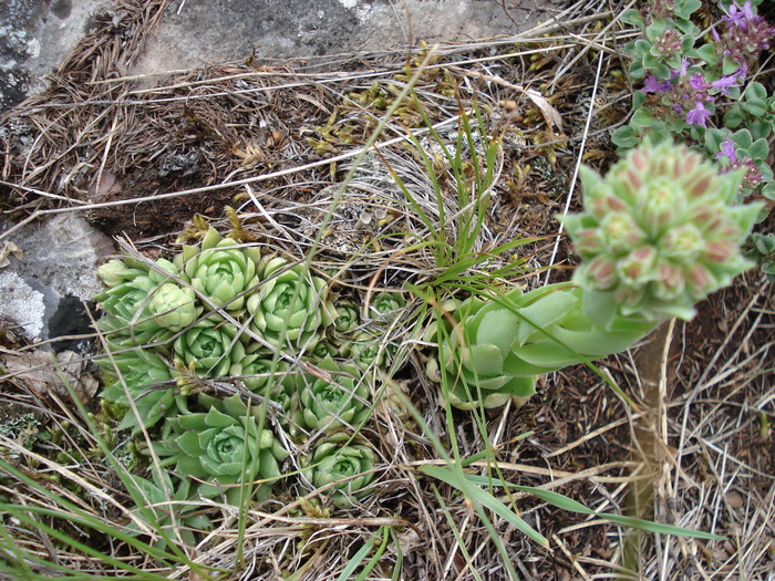 DSC09272 - Sempervivum