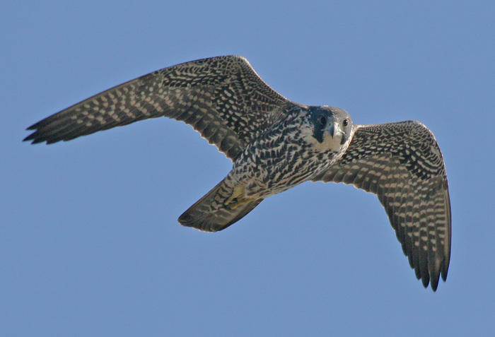 Peregrine%20Falcon,%20juvenile%20flying%20(Bolsa%20Chica,%20Feb_) - 6dusmani porumbeilor