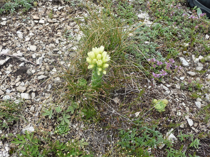 P1050408 - Sempervivum