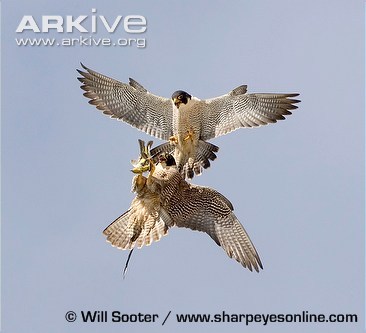 Peregrine-falcon-ssp-anatum-food-transfer-tiercel-passing-to-falcon - 6dusmani porumbeilor