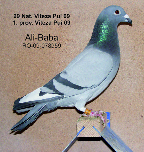 Ali-Baba