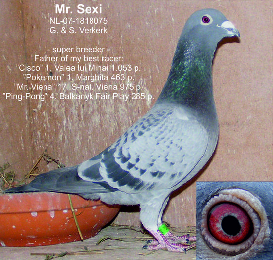 Mr. Sexi the best - porumbeii de prasila