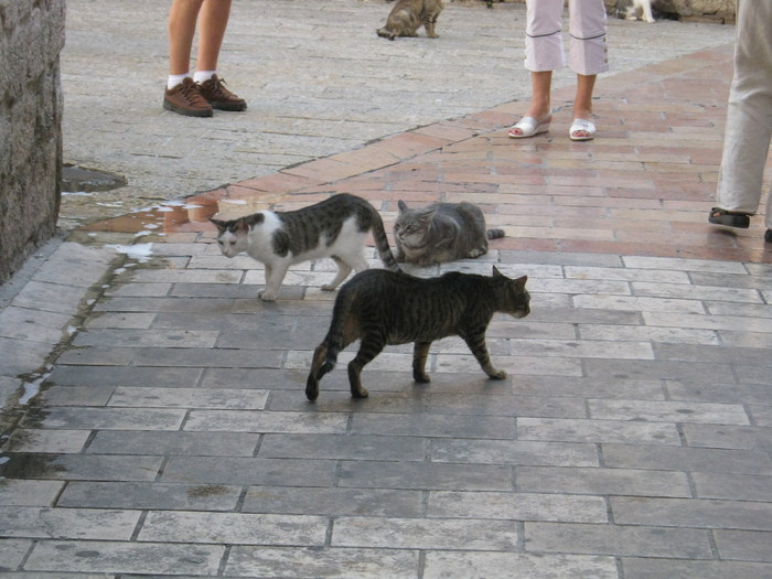 Pisicile din Kotor - Muntenegru