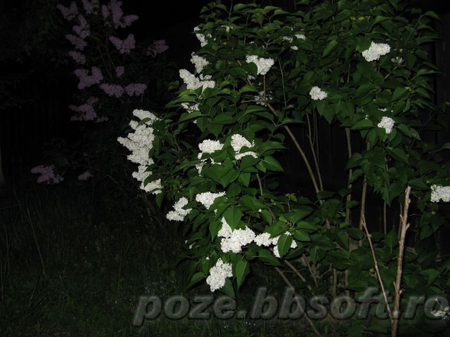 Tufa de lilieci albi - noaptea