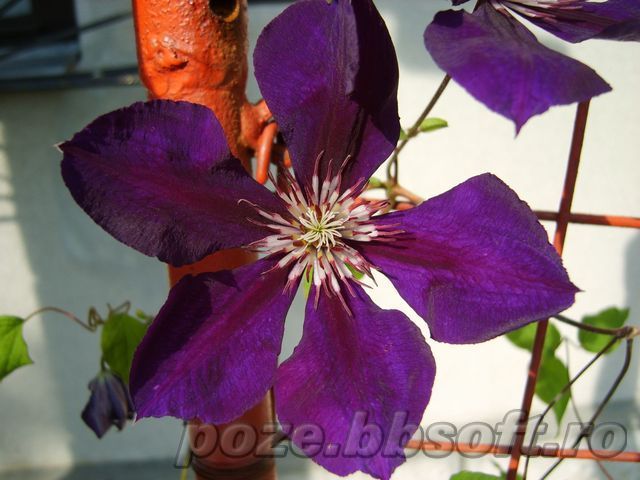 Floare clematis mare violet