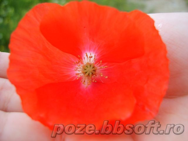 Floare de mac - rosu intens