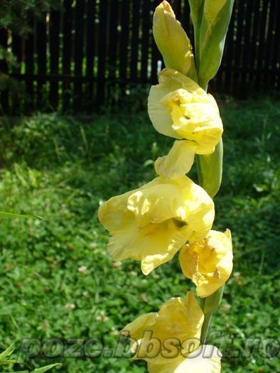 Flori gladiole galbene