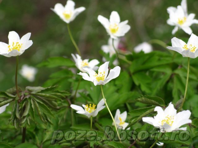 Multe floricele albe