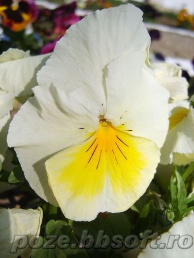 Panseluta - alba galben