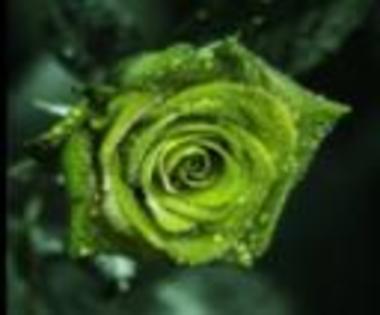 Trandafir green - Imagini superbe
