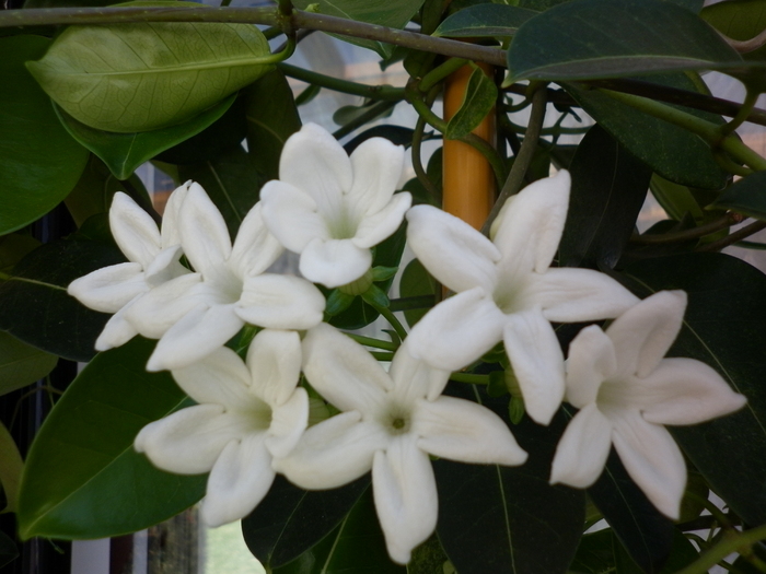  - Stephanotis floribunda