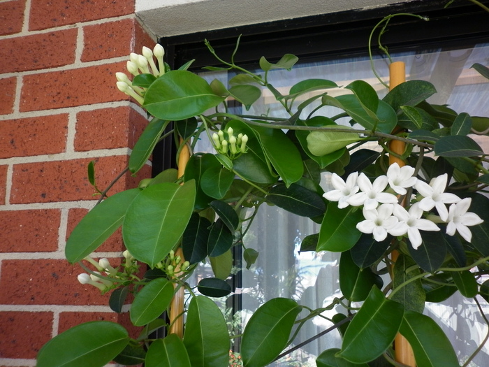  - Stephanotis floribunda