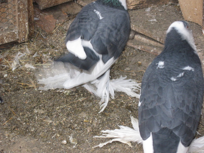 IMG_2979 - Porumbei Incaltati