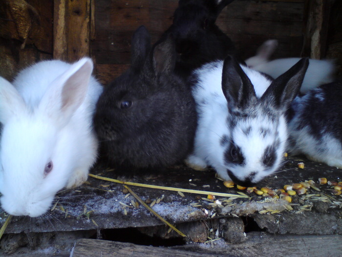 iepurasi la 1 luna; pui la 1 luna
