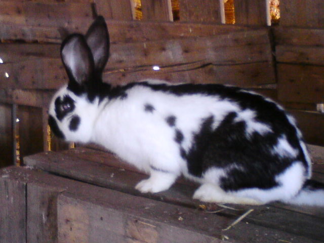 iepuras la 7 luni; un iepuras la 7 luni
