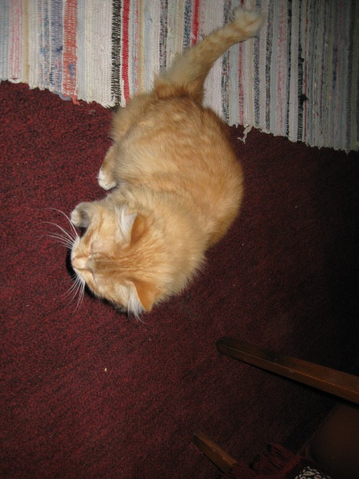 IMG_2944 - Prieteni jucausi