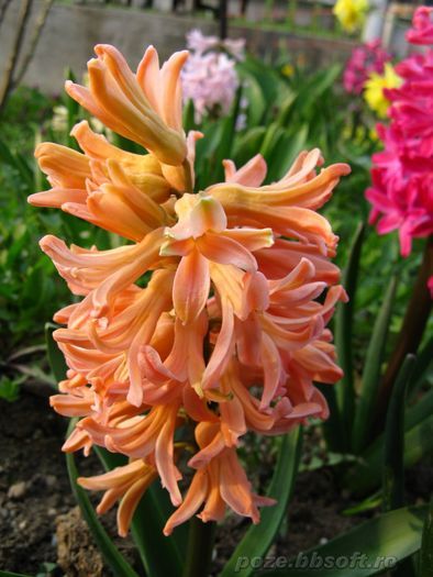 Flowers (26)