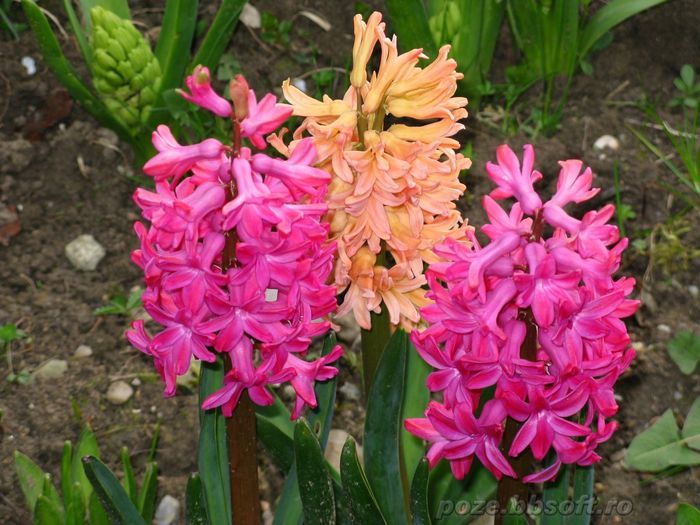 Flowers (27)