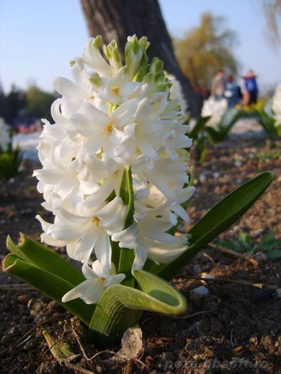 Flowers (28)