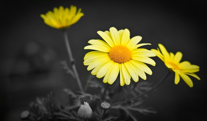 Flowers (30)