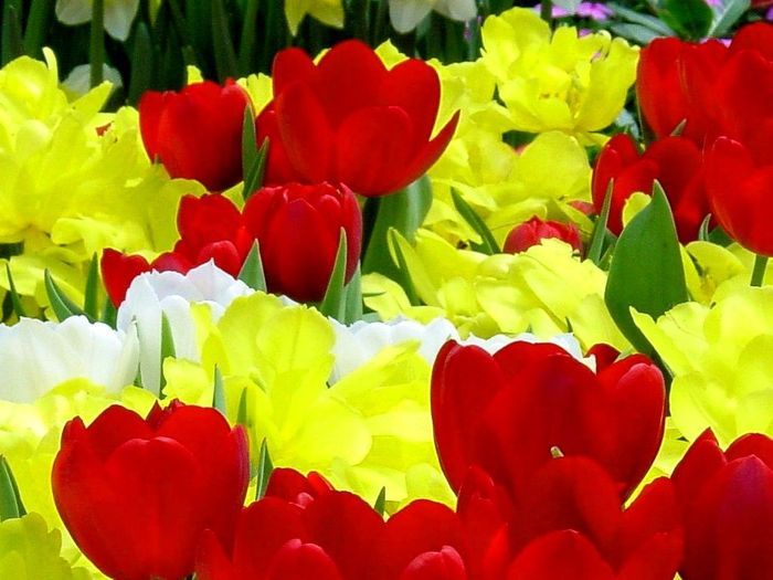 Flowers (33)