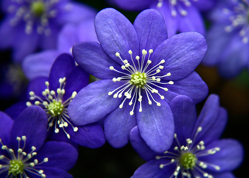 Flowers (35)