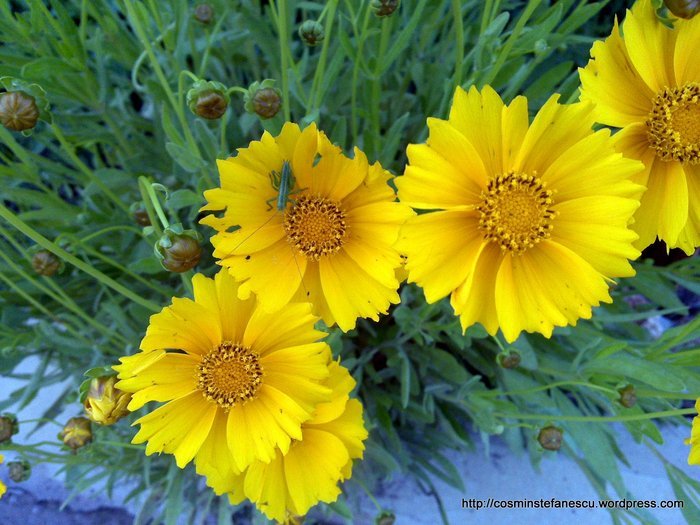 Flowers (36)