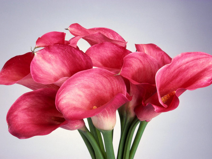Flowers (43)