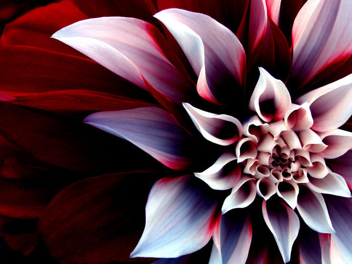 Flowers (52)