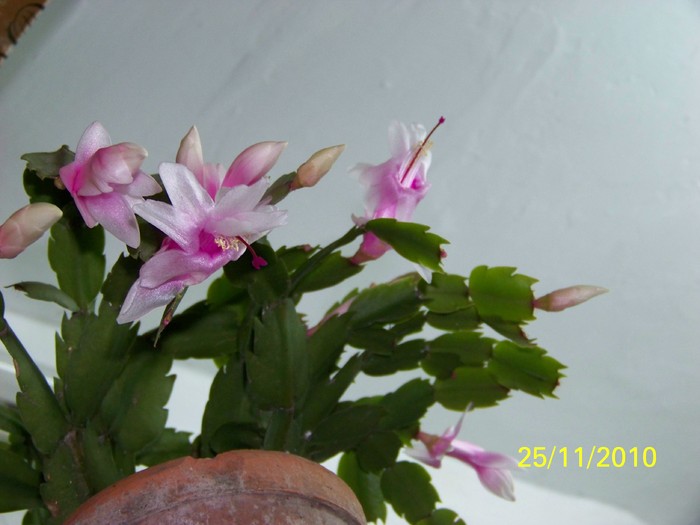 100_4183 - Putina culoare