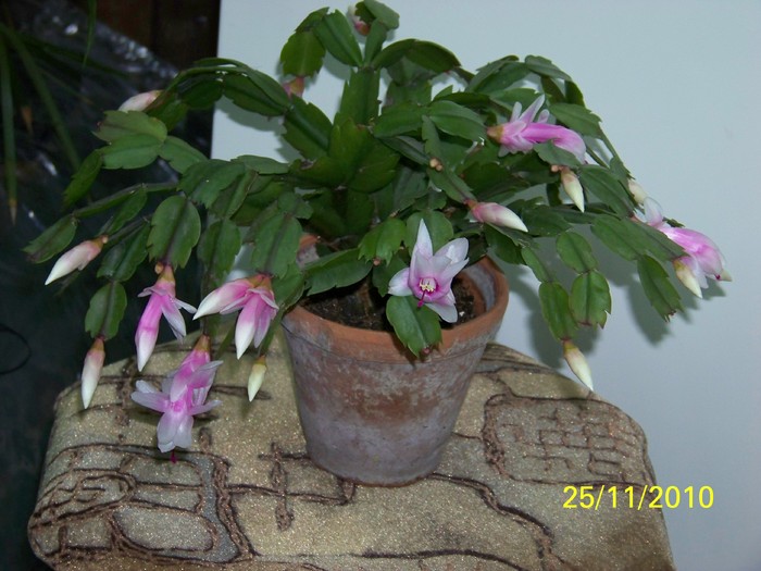 100_4189 - Putina culoare