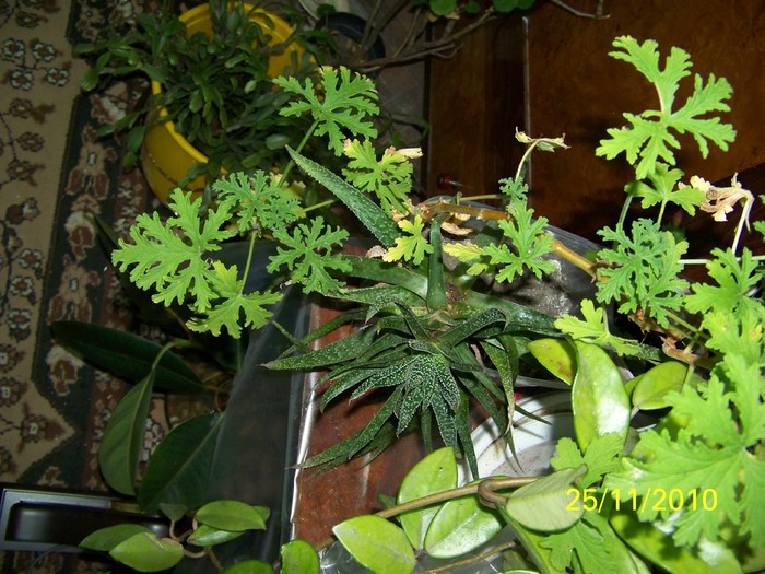 100_4190 - Putina culoare